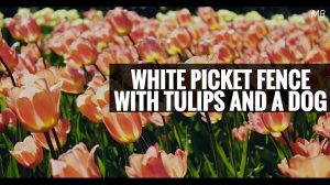 White Picket Fence with Tulips and a Dog