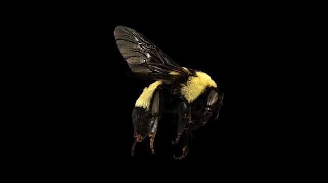 Honey Comes From Bees Drama Monologue